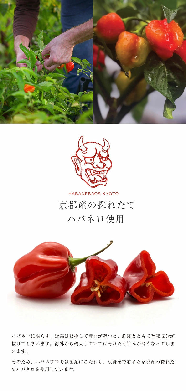 ハバネブロ３本セット (オリジナル・柚子・アールグレイ) 60ml x各1